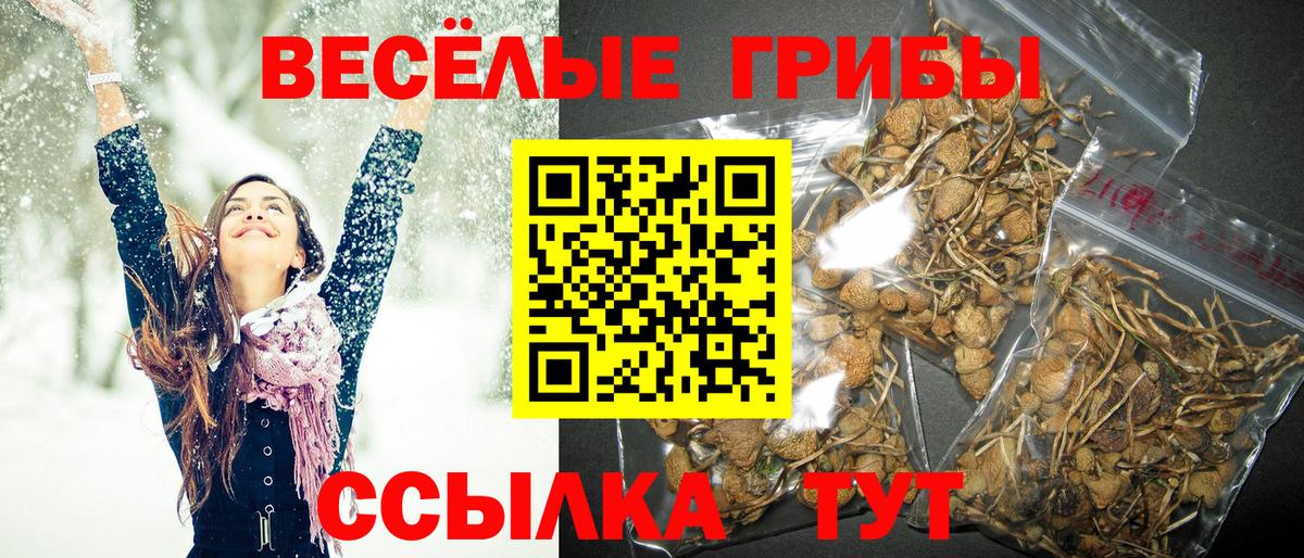 Псилоцибиновые грибы Psilocybe  где продают наркотики  Звенигород  Вход с VPN 